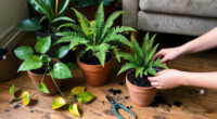 I Own 65 Houseplants—These Are The Ones I Think Are Way Too High-Maintenance